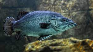 Hewan Vertebrata Pengertian Ciri Ciri Gambar Contoh Hewan Vertebrata Salamadian
