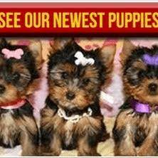 Luxury puppies, we have the most beautiful puppies in miami, puppies for sale, visit our puppy store in 8981 southwest 40 street imperial puppies 8173 sw 40 st miami fl 33155 305.265.1833. Luxury Puppies Pet Shop Pet Service In Massapequa