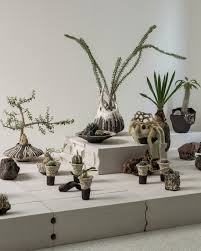 Image result for Ipomoea bolusiana