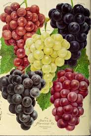 the storrs harrison co s catalog spring 1912 fruit art fruit painting grapes pinterest