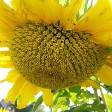 Bila anda berminat untuk membeli benih bunga matahari jumbo yang bagus dan berkualitas, maka anda bisa membelinya di benih bunga matahari di tokofora.com. Bibit Bunga Matahari Biji Bunga Matahari Bibit Bunga Matahari Jogja Biji Benih Bunga Matahari
