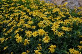 Image result for Euryops chrysanthemoides