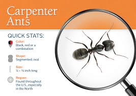 Pin On Ants