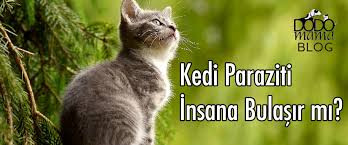 Kedi Paraziti Insana Ne Yapar