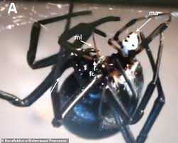 Black widow spiders are known that the female black widow eats the male after they are done mating, which is only a belief. Dqj2oenla3voom