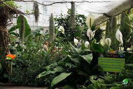 An seinen heutigen standort in das palmenhaus im burggarten, das zuvor aufwendig renoviert und den bedürfnissen der schmetterlinge angepasst wurde. Schmetterlingshaus Maximilianpark Freizeitpark Welt De