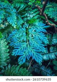 Image result for Selaginella versicolor