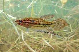 Image result for Tragia brevipes-benthamii-okanyu