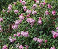 Chăm Soc Cay Hoa Hồng Leo Spirit Of Freedom Rose 5 Best Roses Golden Celebration Rose Rose