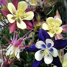 Image result for Aquilegia vulgaris `Tower Mix`