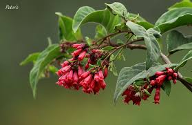 Image result for Clerodendrum fasciculatum