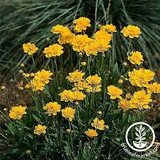 Early Sunrise Coreopsis Seed In 2021 Tickseed Plants Coreopsis Flower