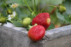New strawberry varieties to thrive. The Best Tasting Strawberry Varieties To Grow In Your Garden Home For The Harvest