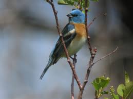 Image result for Passerina montana