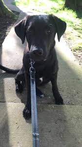 We did not find results for: New Pupper Black Lab Golden Retriever And Border Collie Mix Aww