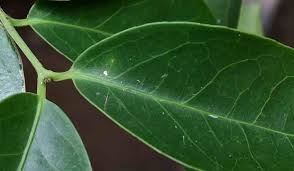 Image result for Hippocratea africana