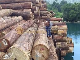 Ini mengingat bahwa kayu tersebut untuk. Jual Kayu Kempas Thahawood Com