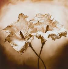 Linda Ingraham Paintings & Artwork for Sale