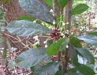 Image result for Clerodendrum capitatum