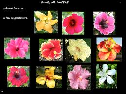 Image result for Hibiscus pusillus