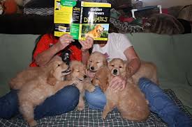 So you have everything you need and your. Az Golden Retriever Breeders Xanadu Golden Retrievers Puppy Pictures