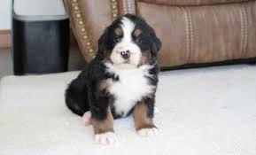 Born may22, he is a big healthy pup and super lovable. Bernese Mountain Dog Puppy For Sale Adoption Rescue For Sale In Sugarcreek Ohio Classified Americanlisted Com