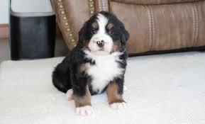 Father is the fourth generation clear eyes, hips and cancer free. Bernese Mountain Dog Puppy For Sale Adoption Rescue For Sale In Sugarcreek Ohio Classified Americanlisted Com