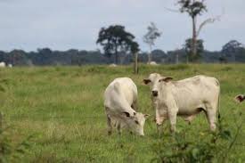 To feed on grass or herbs. Grazed And Not Confused Why Not All Livestock Rearing Practices Are Ecologically Unsound