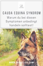 Cauda Equina Syndrom Symptome Diagnose Behandlung Hundegesundheit Gesunde Hunde Hundetraining