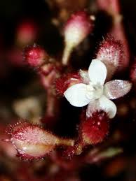 Image result for Floscopa africana