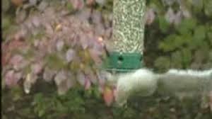 Squirrel buster plus squirrel proof bird feeder demo. Yankee Flipper Squirrel Proof Birdfeeder Youtube