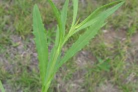 Image result for Senecio madagascariensis