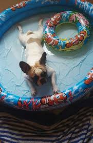 More Water Please French Bulldog In A Wading Pool Franzosische Bulldogge Susseste Haustiere Susse Tiere