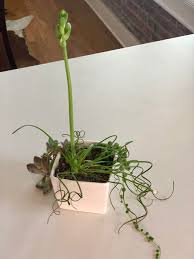 Check spelling or type a new query. My Frizzle Sizzle Is Blooming Aggressively And So Is My String Of Pearls Indoorgarden