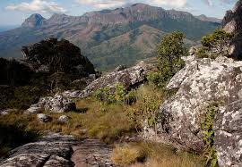 Image result for Anisopappus kirkii