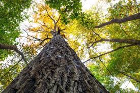 Following it, you will meander through dense woods, usually about 20 yards or more from the shoreline apart from a few spurs for a river view. Chattahoochee Bend State Park Hiking The Riverside Trail