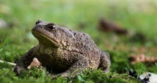 scientists studying dublin toad with great interest