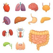 As commonly defined, the human body is the physical manifestation of a human being, a collection of chemical elements, mobile electrons, and electromagnetic fields present in extracellular materials and cellular components organized hierarchically into cells, tissues, organs,and organ systems. Human Anatomy With Body Organs Names Realistic Illustration Free Vectors