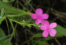 Image result for Cycnium tubulosum