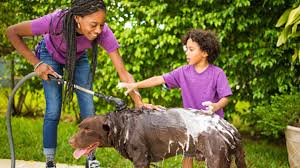 Maybe you would like to learn more about one of these? Summer Dog Grooming Tips How To Keep Your Dog Cool In Summer