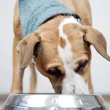 Periodontal disease is the most common dental. Pet Dental Care Surgery Veterinary Dentist In Riverside County