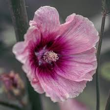 Image result for Alcea rosea
