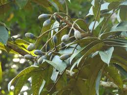 Image result for Canarium