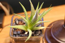 How does a cactus live without water? Please Help With My Zebra Cactus