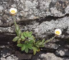 Image result for Athrixia phylicoides