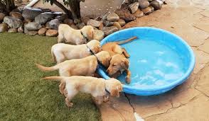 Easy, convenient, no hassle shipping across the united states. Service Dogs For Sale Superdog Service Dogs