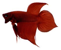 Due to selective breeding, the ever popular male betta splendens, or siamese fighting fish, is now available in an enormous array of colours and tail types. Betta Fish Tail Types Japanesefightingfish Org