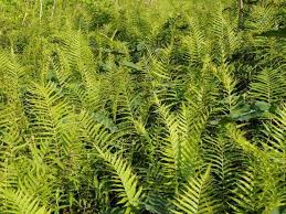 Image result for Cyclosorus interruptus