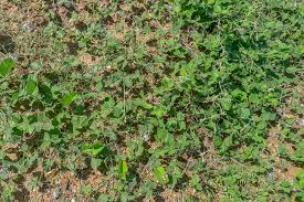 Image result for Macroptilium atropurpureum