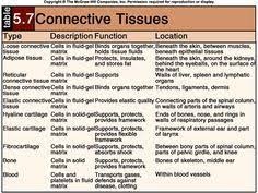 Found On Bing From Intranet Tdmu Edu Ua Tissue Types Anatomy And Physiology Tissue